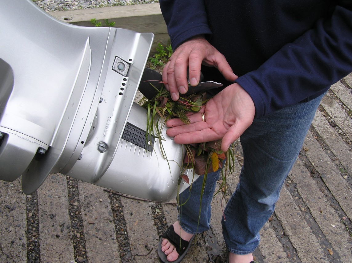 Tangled plants and milfoil