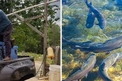 Man in back of pick-up truck pours water from small bucket to large container and trout in a pond