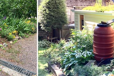 Rain garden next to house with grate in driveway and a rain barrel under gutter downspout