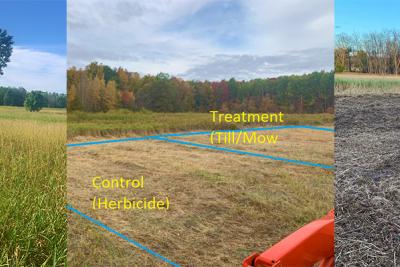 Field of reed canary grass, mown field and tilled field