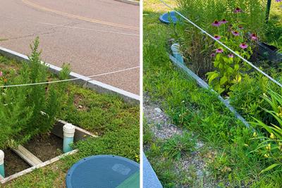 Bioretention rain garden in median between sidewalk and roadway on a university campus