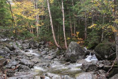 Forest and stream