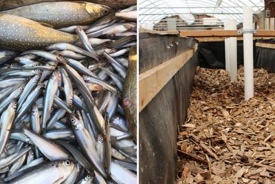 Pile of fish and a trough of wood chips