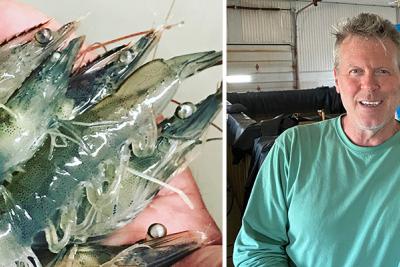 A hand holds several Pacific white shrimp, and John Brawley stands next to tanks containing water.