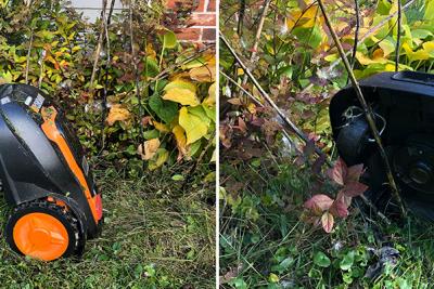 Mo, the robotic lawnmower, hung up on a milkweed stem