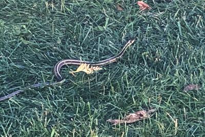 Garter snake in grass