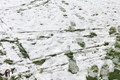 Mo, the robotic lawnmower, tracks in snow on lawn
