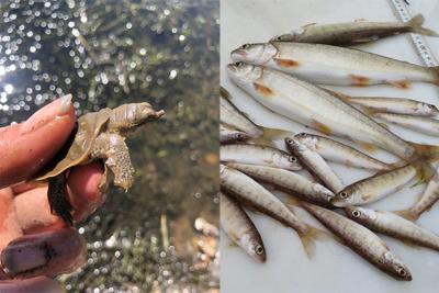 Flooded woods, hand holding turtle hatchling, small lake trout, teacher and students peering into beaker of lake water