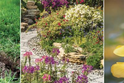 Rain boots and shovel digging into lawn, rock garden, bee on yellow flower