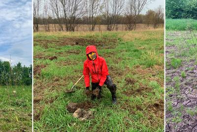 Oak seedling planted in field, woman in raincoat planting seedling, grassy field plots with flagging