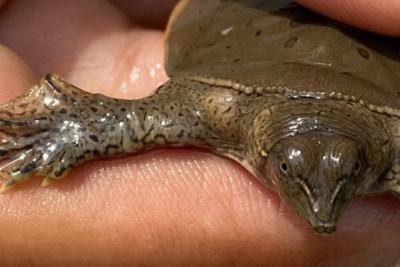 Spiny Softshell Turtle in hand