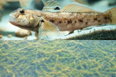 Round Goby swimming in body of water