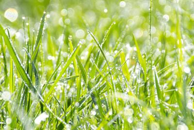 Green grass with dew