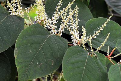 Knotweed