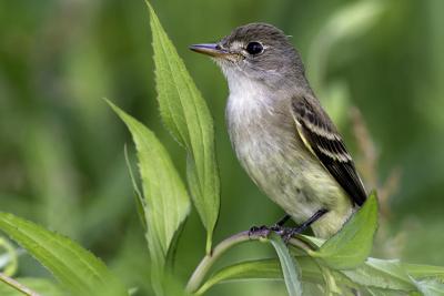 A Willow Flycatcher in a native willow shrub