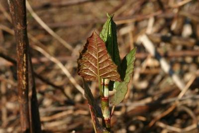Image of a new Japanese knotweed shoot.