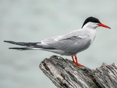 Common Tern