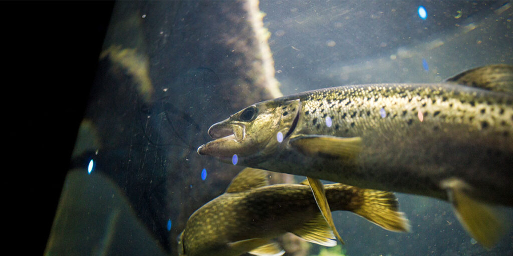 Lake Champlain Sea Grant Awarded $347,000 in NOAA Funding to Expand Aquaculture Work Lake Champlain Sea Grant Awarded $347,000 in NOAA Funding to Expand Aquaculture Work