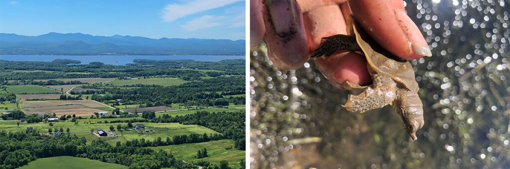 Fall Webinars Feature Research on Conservation in Agriculture, Spiny Softshell Turtles, Road Salt Storage, and Cyanobacteria Blooms—Register in Advance Today!