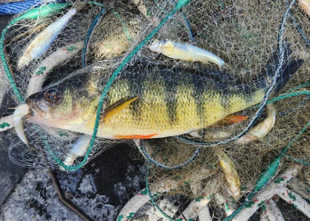 Spring Webinars Feature Research on Lake Champlain Food Webs, Diversifying the Environmental Workforce, Safe Fish Consumption, and Cyanobacteria