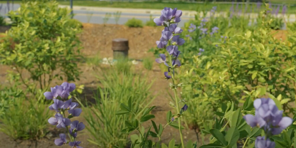 New Video Released: Building Resilience, A Rain Garden’s Post-Flood Story