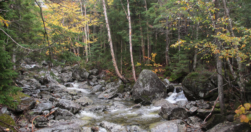The University of Vermont is Hiring a Watershed Forestry Coordinator