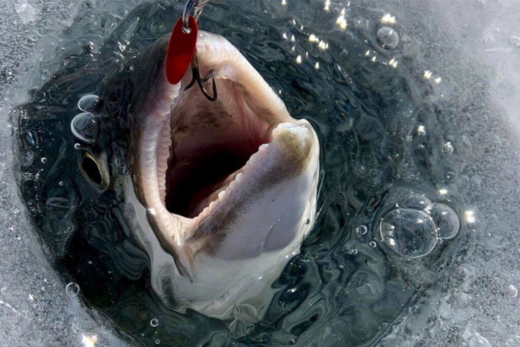 Where’s the Ice? Lake Champlain’s Warm Winter Hijacks Annual Fishing Events