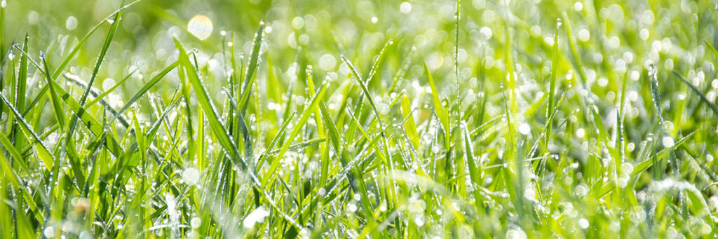 Mo Monday: The Benefits of Wet Grass