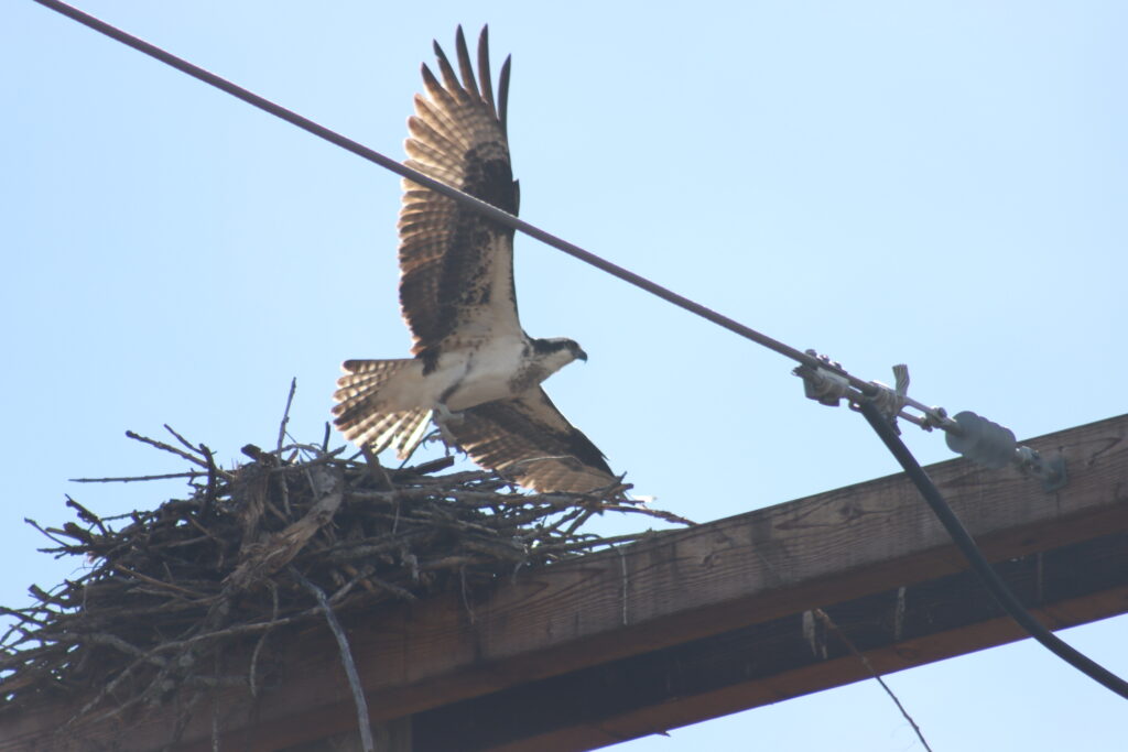 What do migrating birds mean to Lake Champlain? And what does a healthy lake mean to birds? What do migrating birds mean to Lake Champlain? And what does a healthy lake mean to birds?