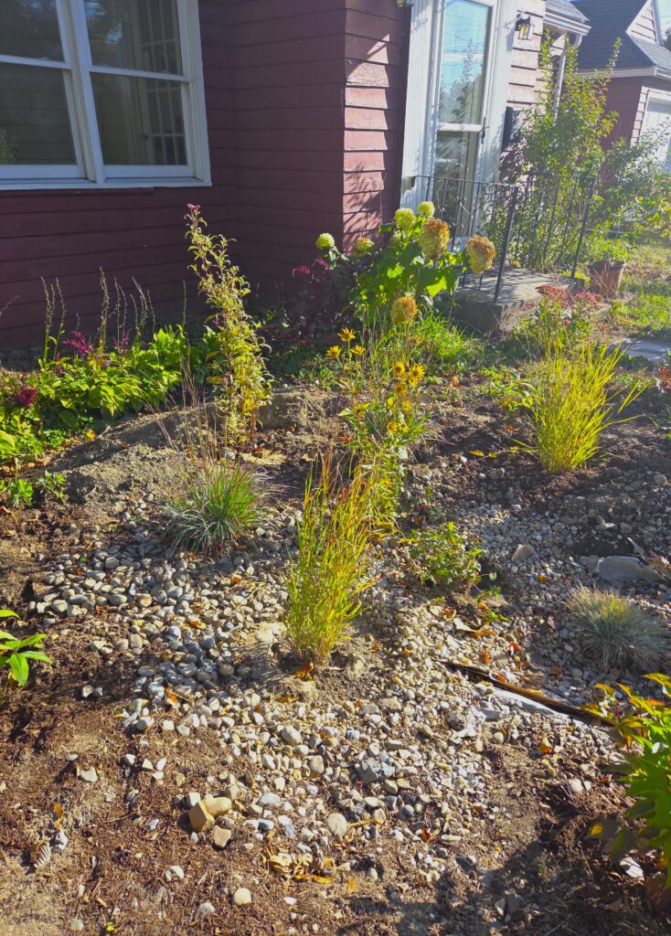 Rain garden