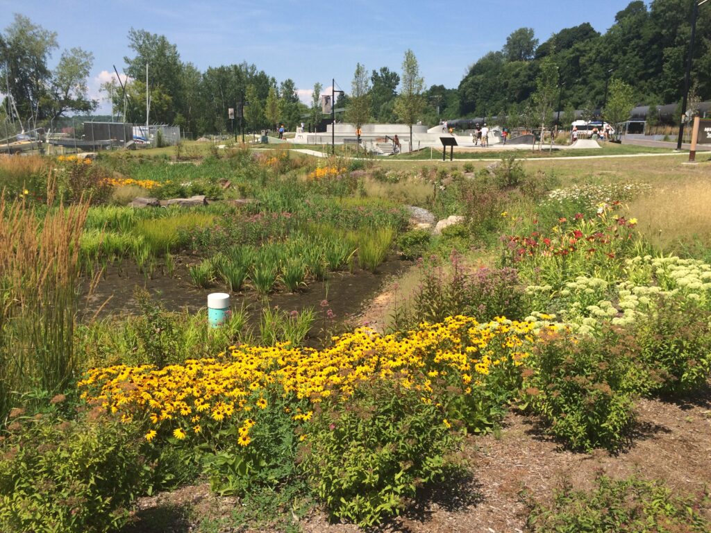 Small Gardens, Big Impact: Rain Gardens Help Protect Burlington’s Waterways