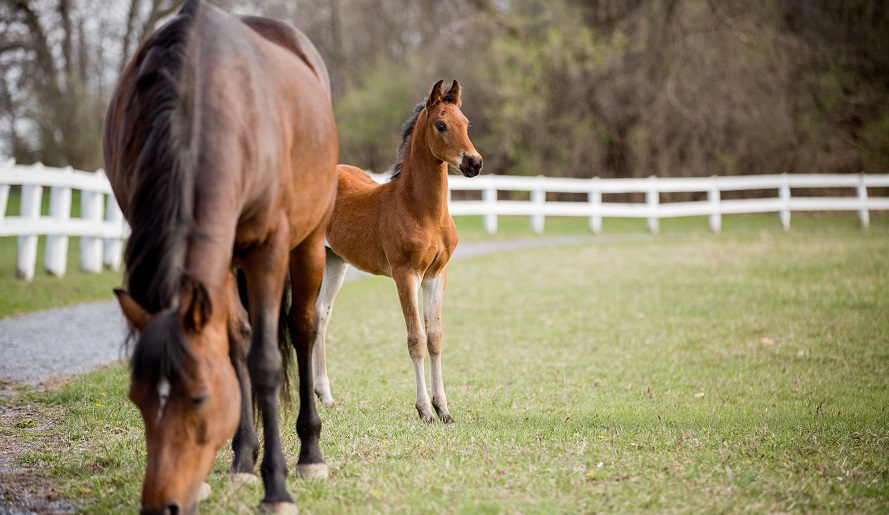 foal