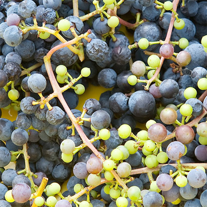 Grapes