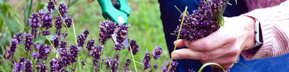 Woman cutting English lavender