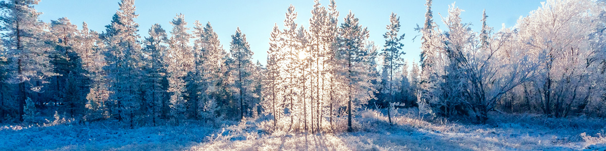 Snow covered trees