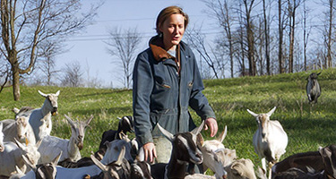 person standing in a field with a lot of goats