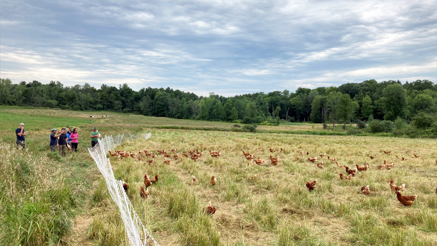 farmers and chickens in a field