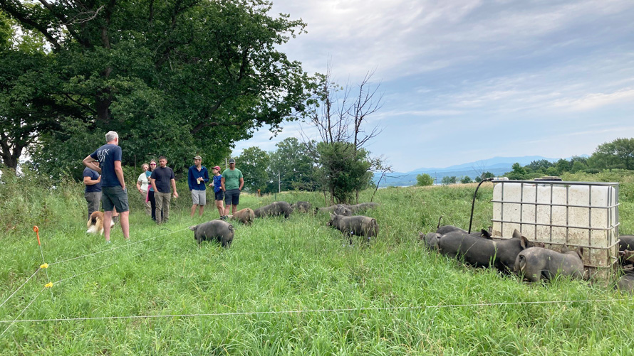 farmers with pigs outdoors