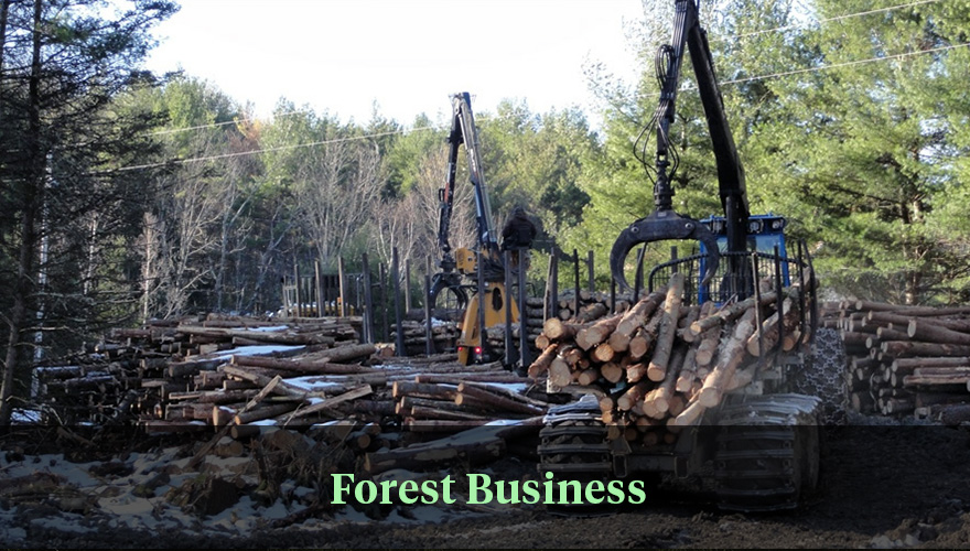 Forest Business