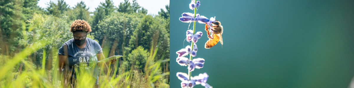 Jessica Cole and bee on flower