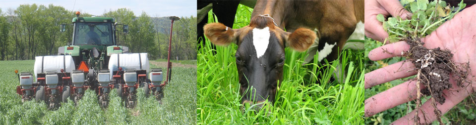 Banner showing aeration tillage, cow in Japanese millet, and pea nodules