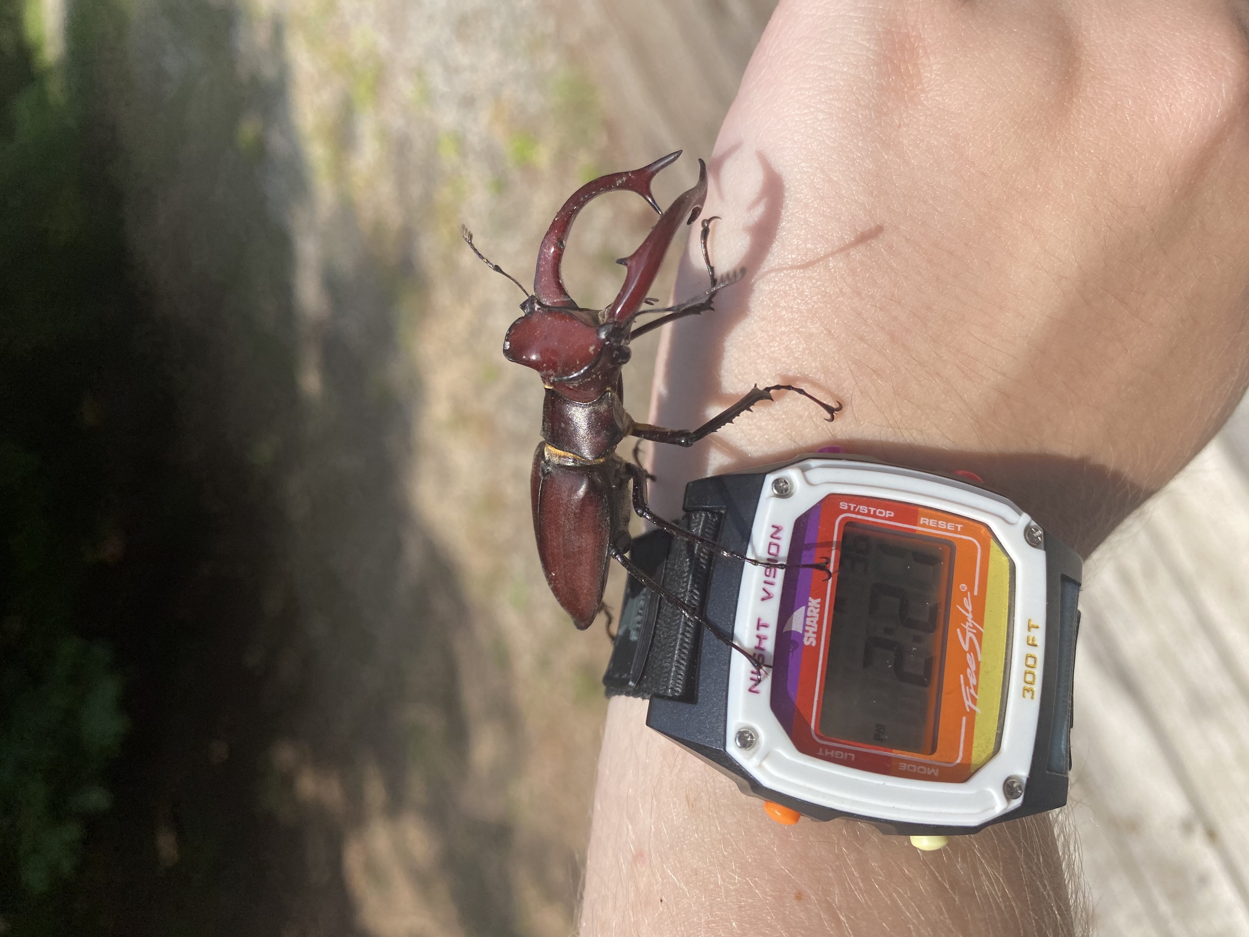 A friendly stag beetle on Meredith's arm.