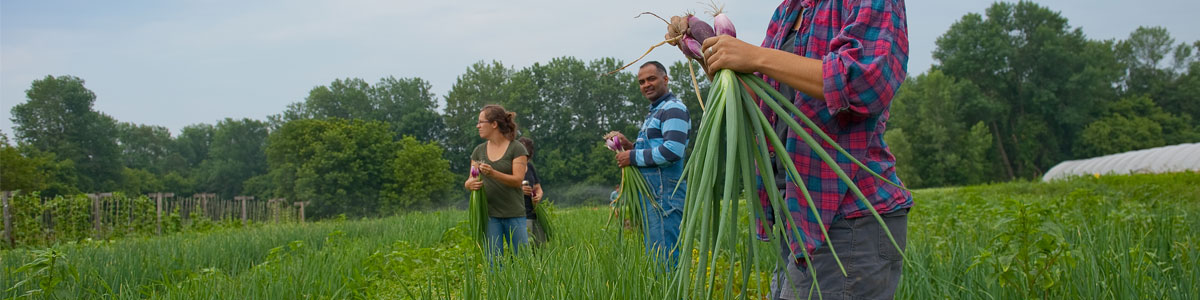 a farmer harvests an onion