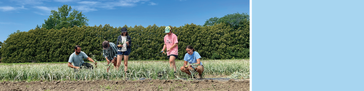 five people harvesting onions in a field