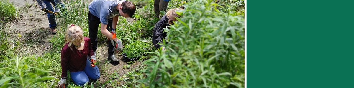 PBIO 290 students planting wild senna plants on the Winooski River bank.