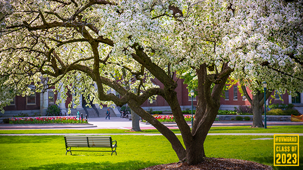 a blossoming tree in front of waterman on the uvm green