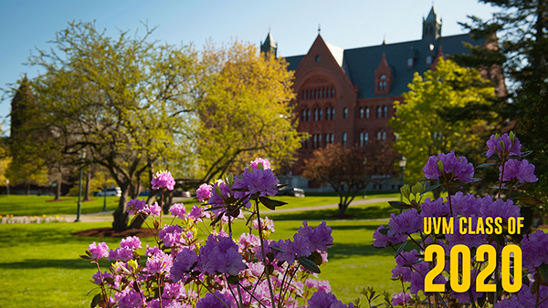 Purple wiseria bush UVM Class of 2020