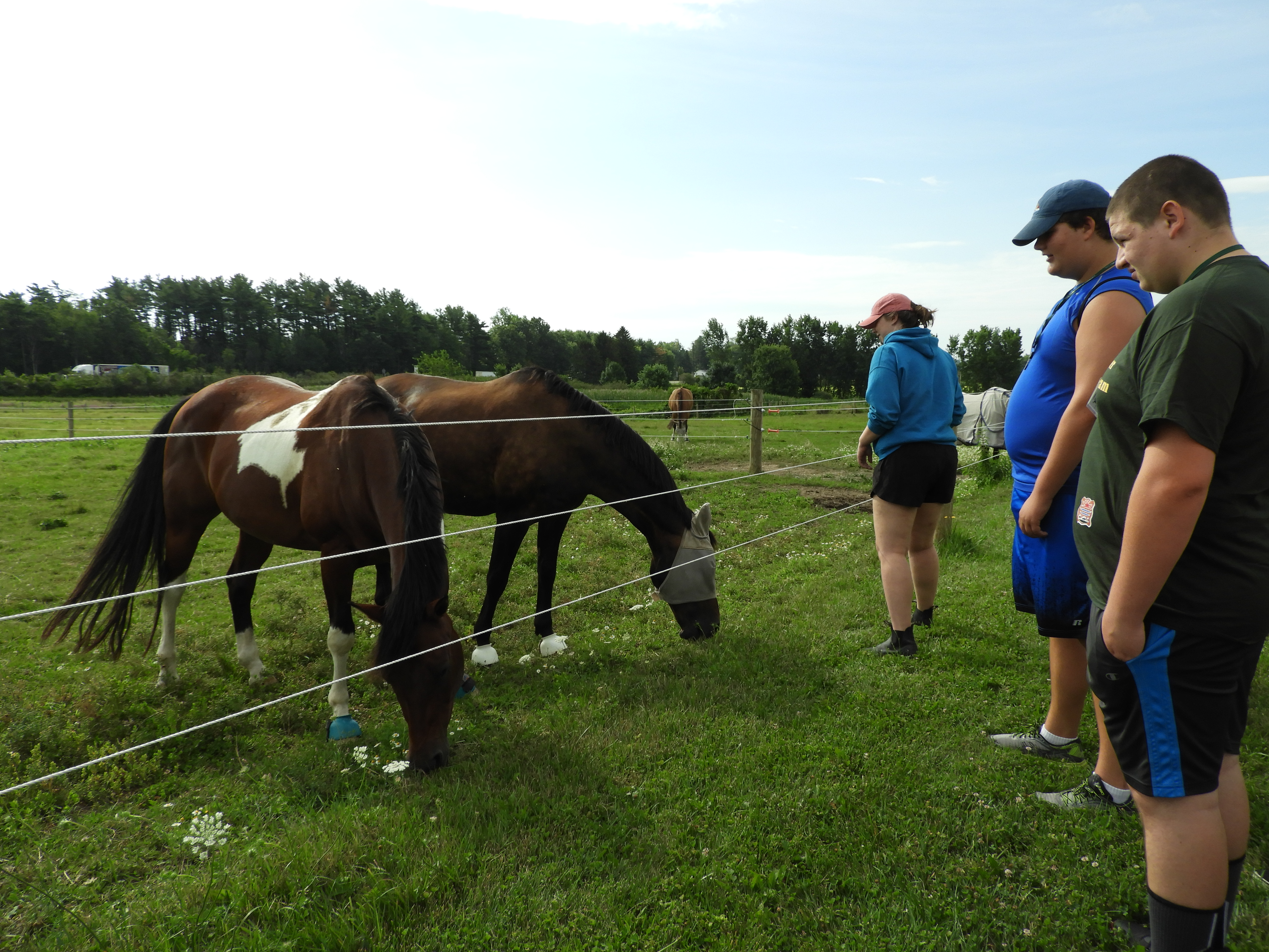 Horses