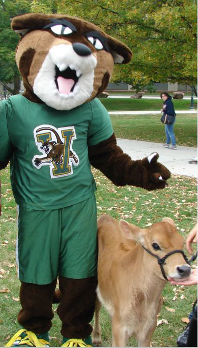 The UVM Catamount mascot standing next to a calf.