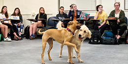 Students in class with two dogs learning dog training techniques.